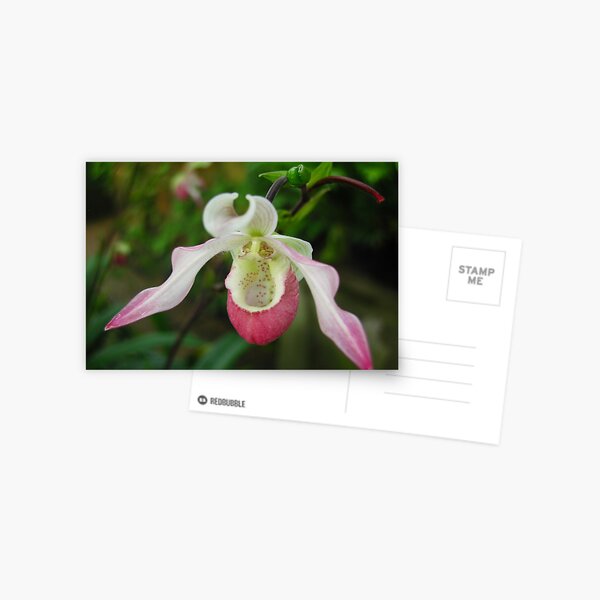Slipper Orchid Postcard