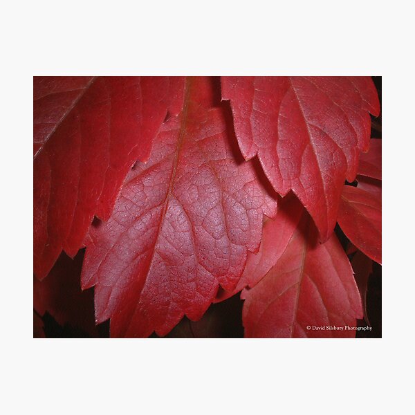Virginia Creeper (Parthenocissus Quinquefolia) Photographic Print