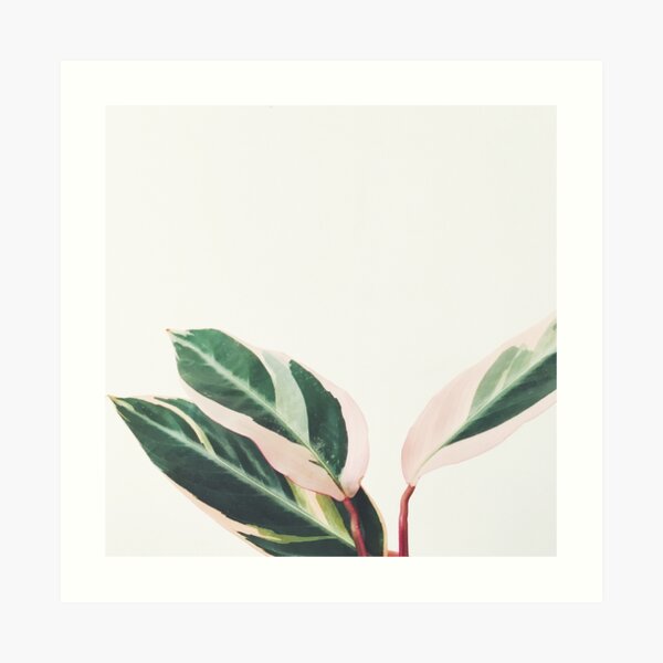 Pink Leaves III Art Print