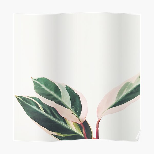 Pink Leaves III Poster