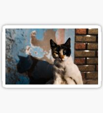 Moroccan cat Sticker