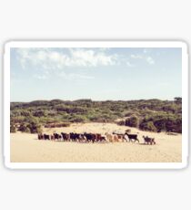 Goats on the beach in Morocco Sticker