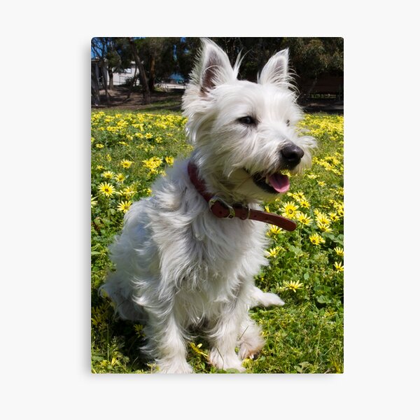 Bella loves Spring Canvas Print