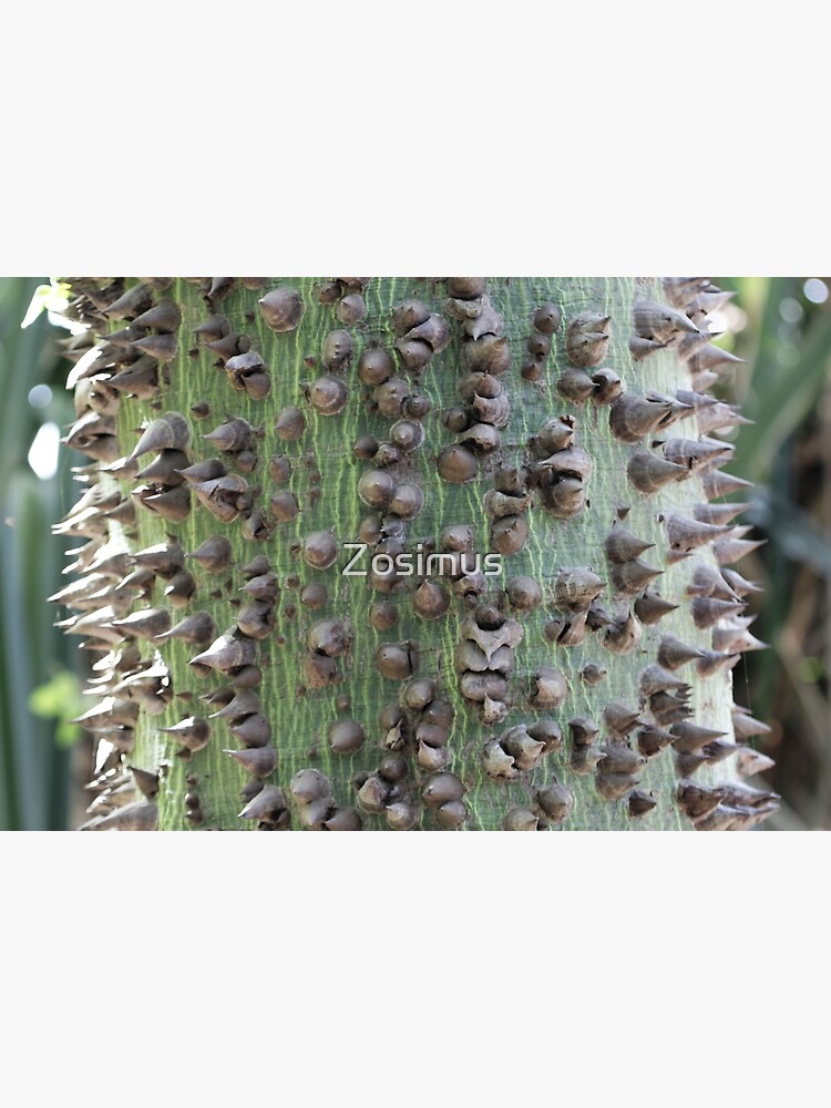 "Thorns of a silk cotton tree (Ceiba pentandra)" Poster for Sale by