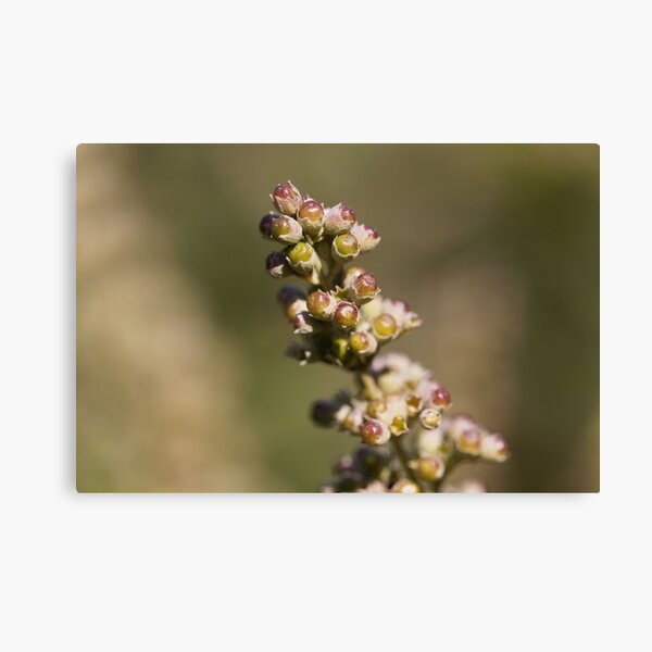 Item preview, Berries of a vitex bush (Vitex agnus-castus) designed and sold by Zosimus.