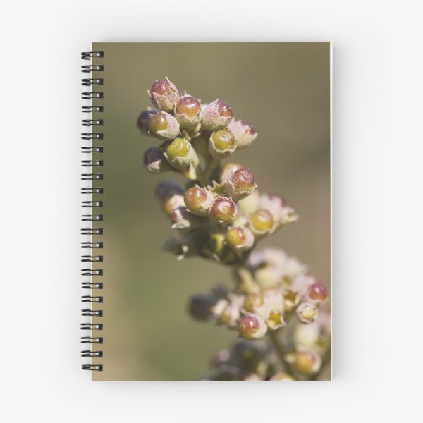 Item preview, Berries of a vitex bush (Vitex agnus-castus) designed and sold by Zosimus.