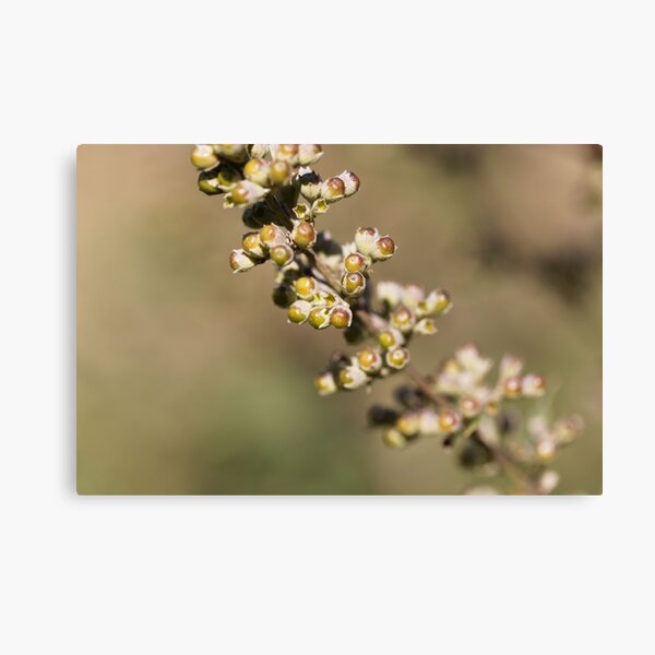 Item preview, Berries of a vitex bush (Vitex agnus-castus) designed and sold by Zosimus.