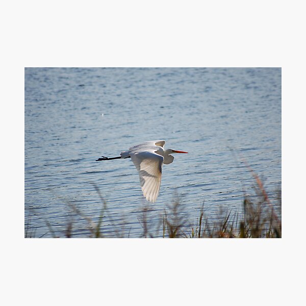 Item preview, Egret in flight designed and sold by kari2867.