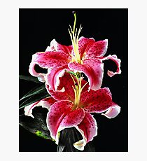 Stargazer Photographic Print