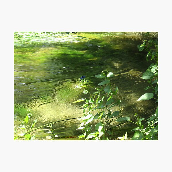 GREEN DREAMS ON THE RIVER Photographic Print