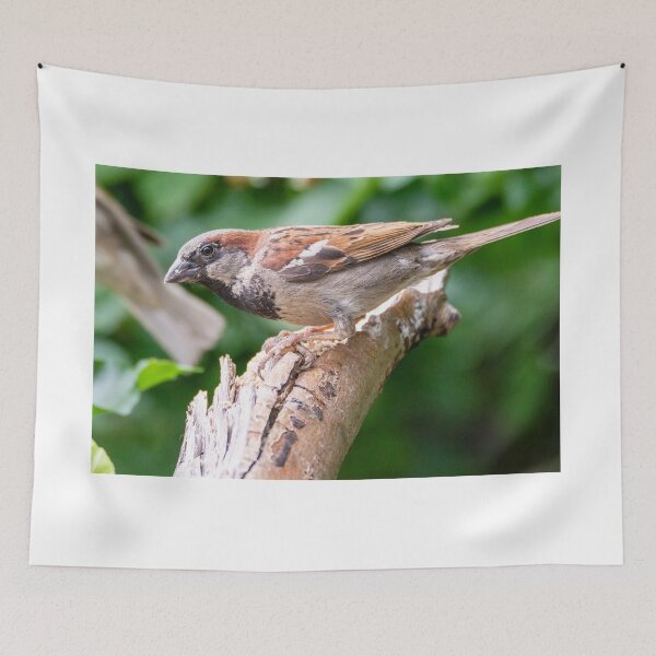 Item preview, Male House Sparrow designed and sold by Mike Cave.