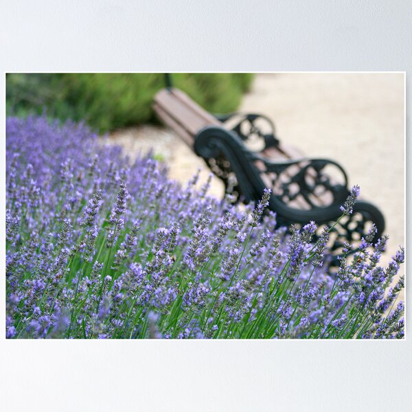 Item preview, Lavender Bench designed and sold by Kelvin  Wong.