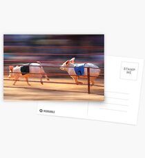 Pig Racing Postcards