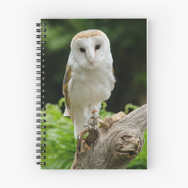 Item preview, Barn owl designed and sold by photosbygemmad.