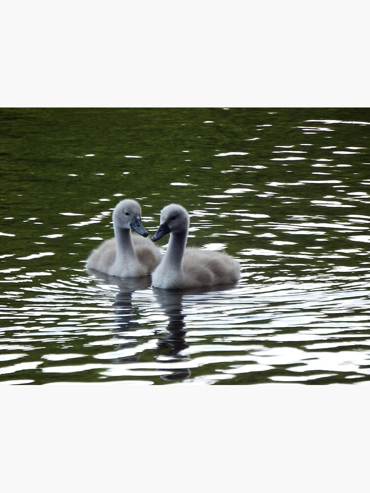 Poster for Sale by CORNISHPHOTOS Redbubble