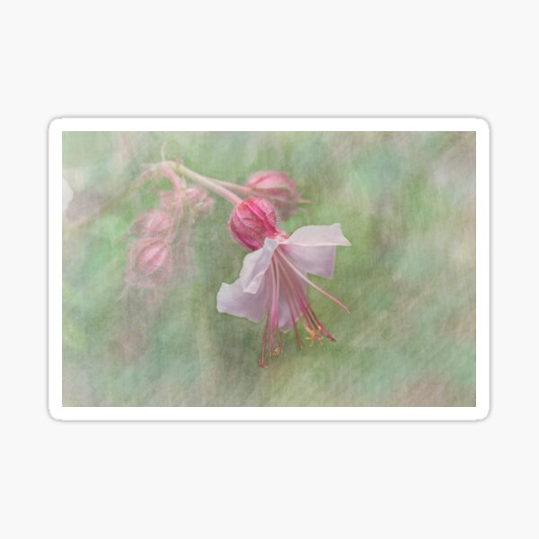 Pink Cranesbill Geranium Sticker