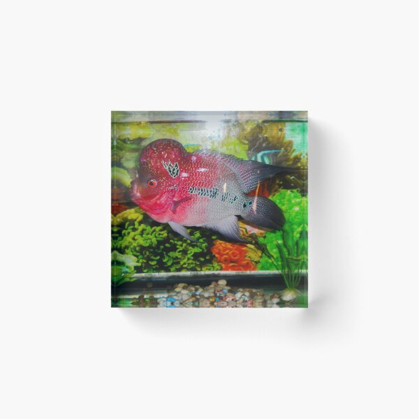 Item preview, Flowerhorn Cichlid designed and sold by Asiantiger247.