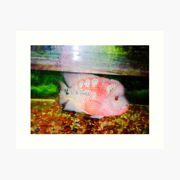 Vista previa del artículo con la obra «Cichlid de Flowerhorn», diseñado y vendido por Asiantiger247.