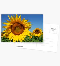 Sunshine of my Life Postcards
