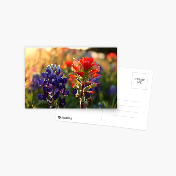Texas Wildflowers Postcard