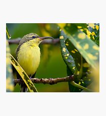 Sunbird Photographic Print
