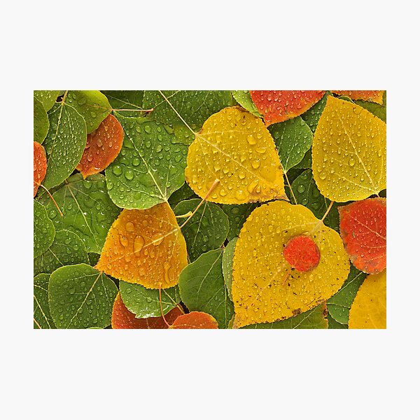 Aspen Colors Photographic Print