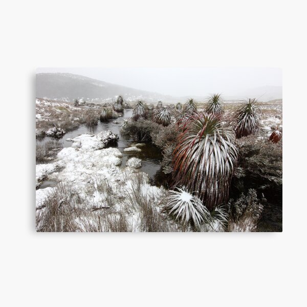 Pandini, Cradle Mountain National Park, Tasmania, Australia Canvas Print