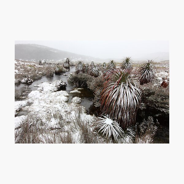 Pandini, Cradle Mountain National Park, Tasmania, Australia Photographic Print