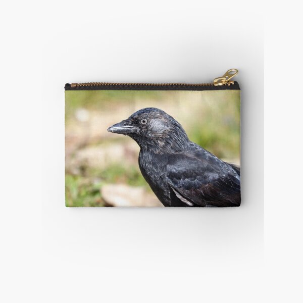 Item preview, Juvenile jackdaw designed and sold by GreyFeatherPhot.