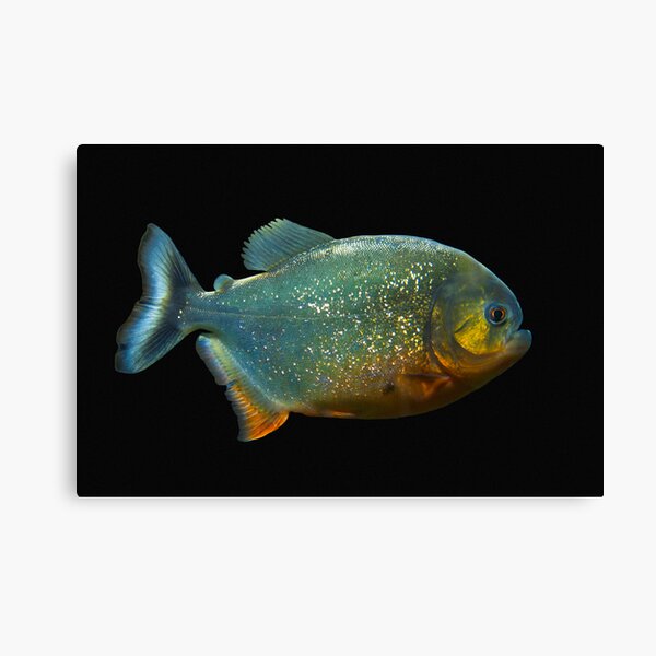 Piranha! Canvas Print
