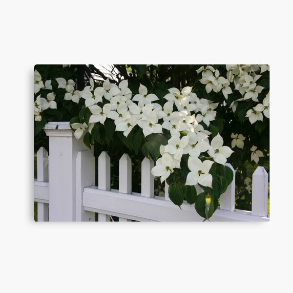 White Picket Fence Canvas Print
