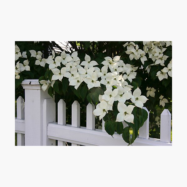 Item preview, White Picket Fence designed and sold by Jayne Le Mee.