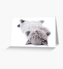 Funny gray fluffy kitten sleeps Greeting Card