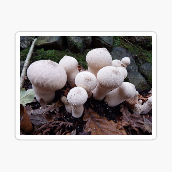 Item preview, Common Puffball designed and sold by CORNISHPHOTOS.