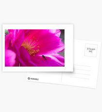 Pollination Postcards