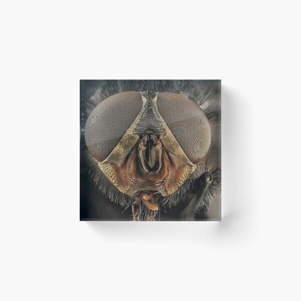 Item preview, Bug Eye designed and sold by Dawn van Doorn.