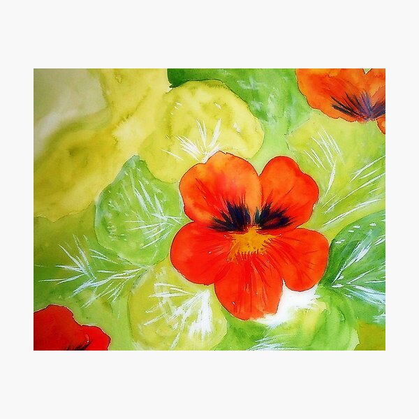 Nasturtium Photographic Print