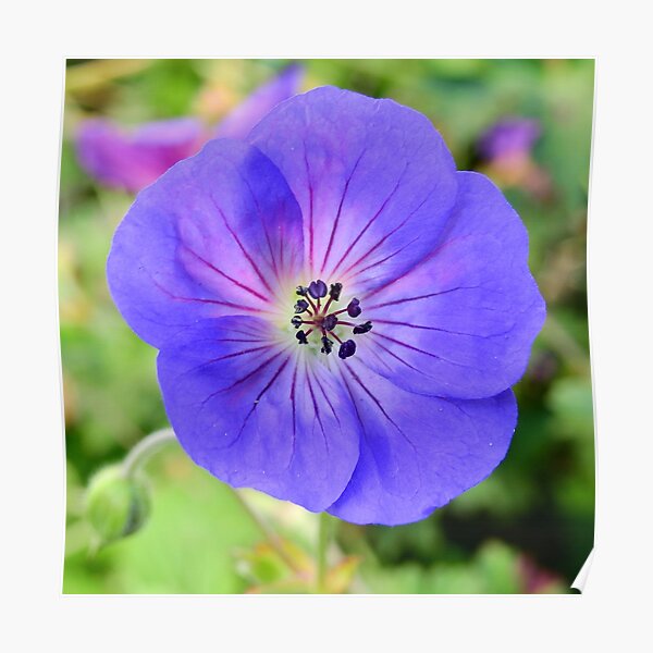 The Bluest Flower Poster