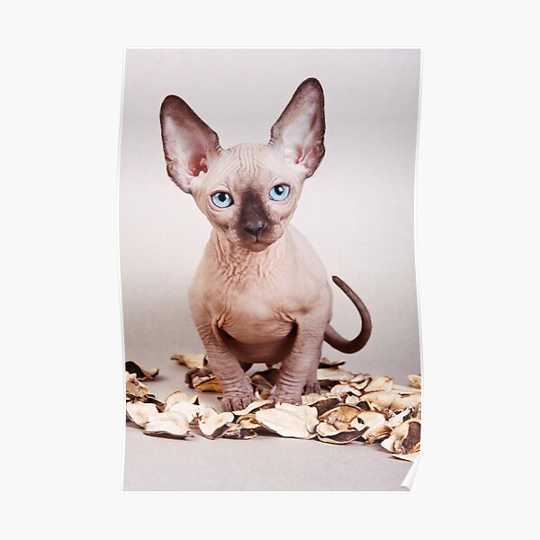 Posters Sur Le Theme Adorable Animal Animaux Chat Mignon F C3 lin Petit Carnivore Chat Adorable Douce Domestique Pedigree Purebred Minou P C3 digr C3 e Cub Chaton Jeune B C3 b C3 Race Jeune Animal Redbubble