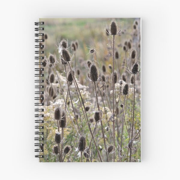 Item preview, Wild Teasel designed and sold by photoclique.
