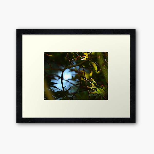 The Serene Wood Framed Art Print