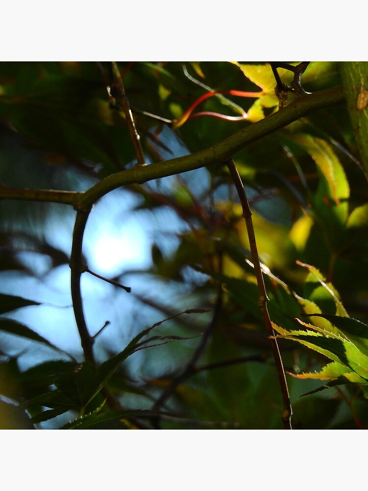The Serene Wood by elaine226