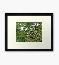 Nature's Candy Framed Print