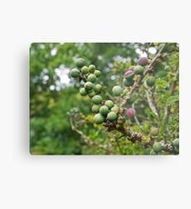 Nature's Candy Metal Print