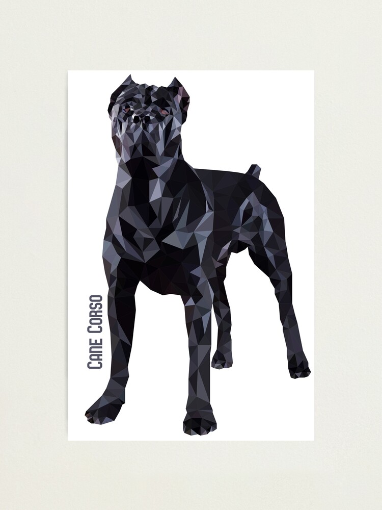 black italian mastiff