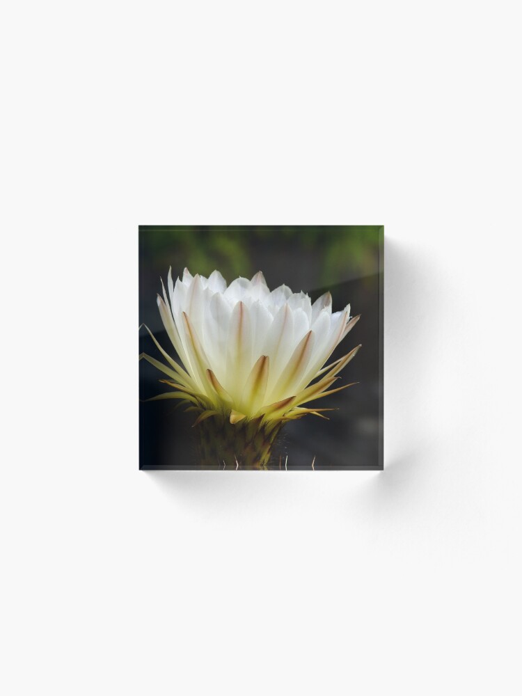 Alternate view of Illuminated White Petals Acrylic Block