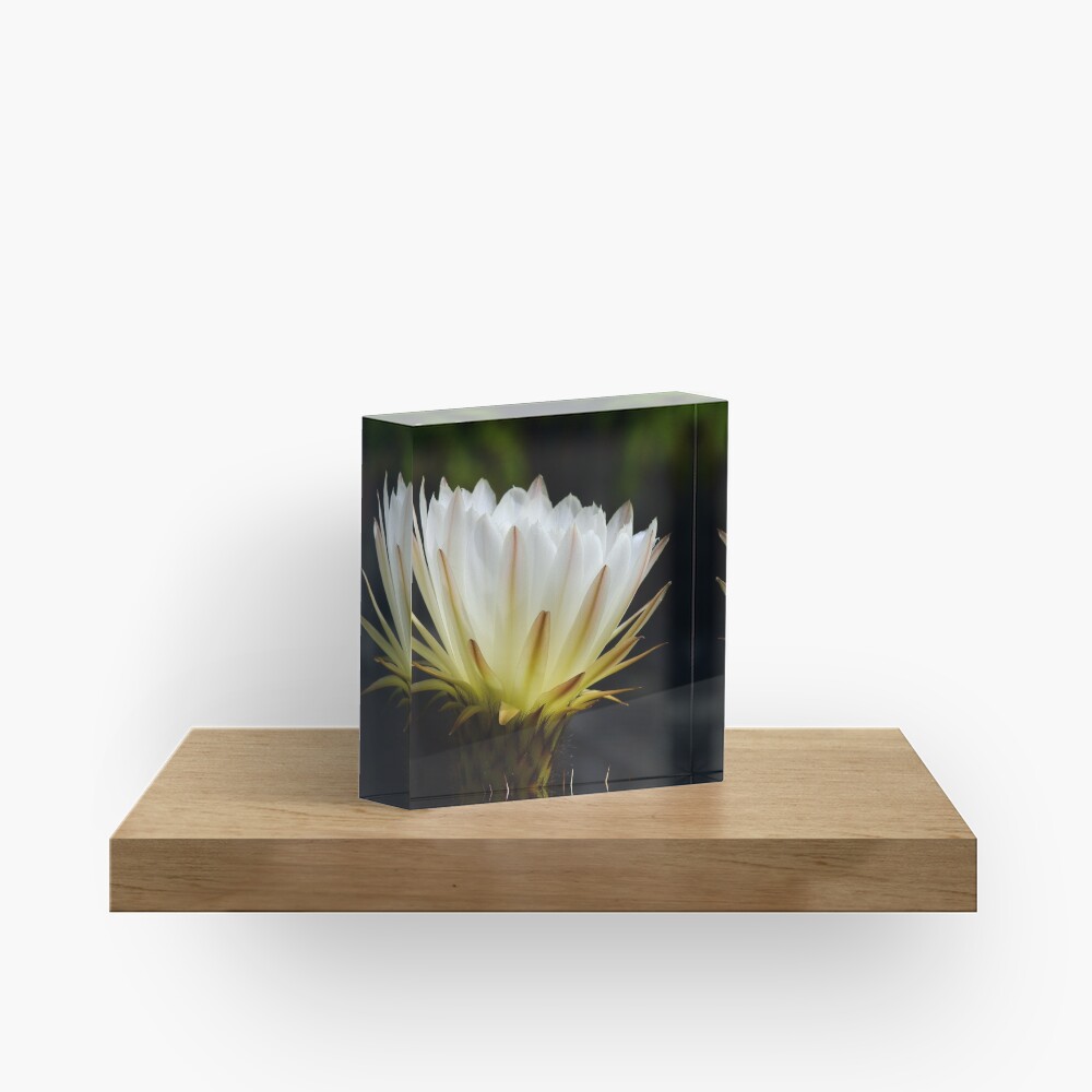 Illuminated White Petals Acrylic Block