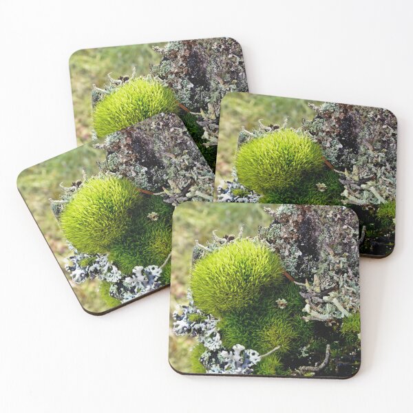 Item preview, A MINIATURE WORLD OF MOSS AND LICHEN! designed and sold by Elaine Bawden.