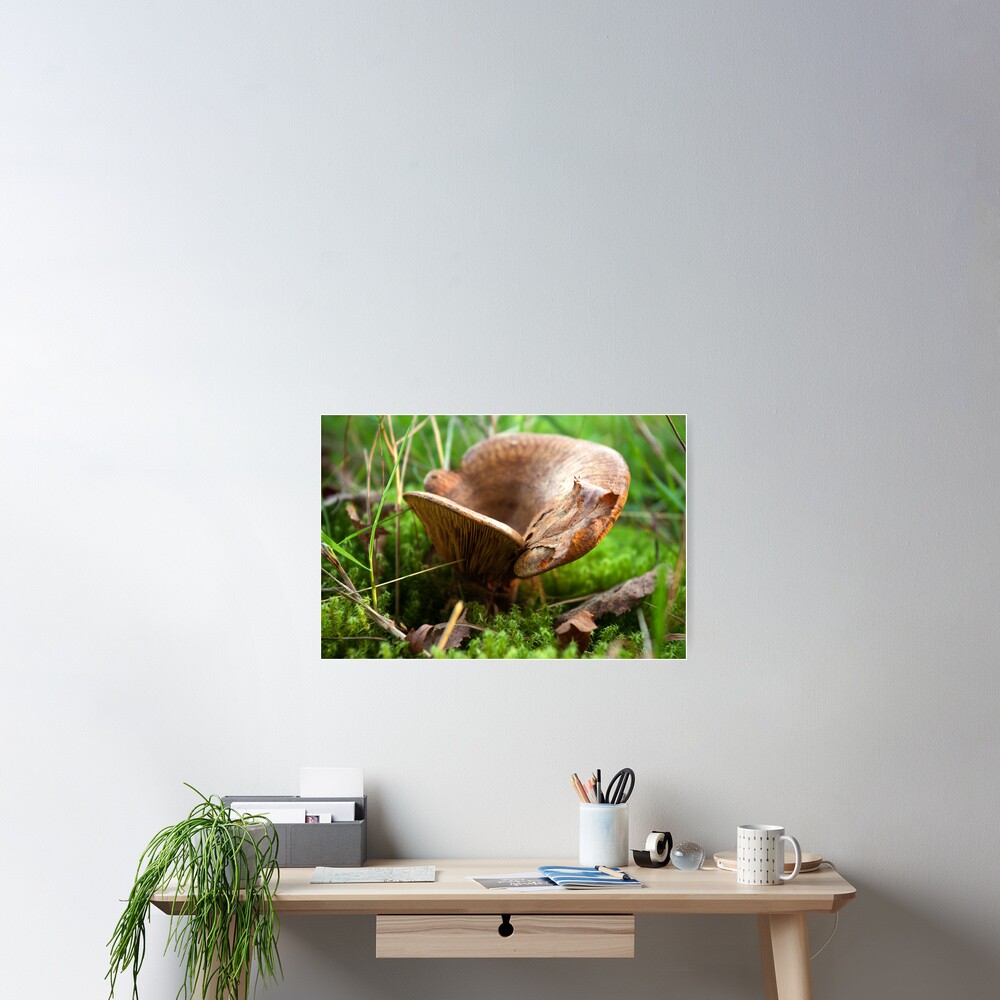Brown saddle mushroom Poster