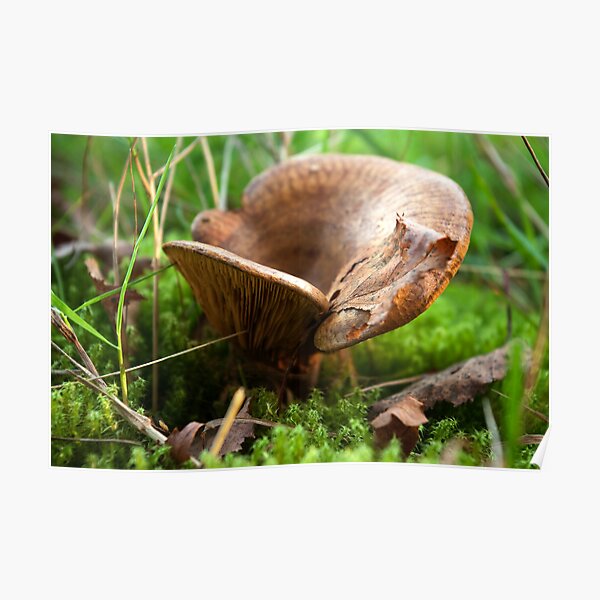 Brown saddle mushroom Poster